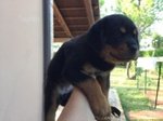 Cuccioli di Rottweiler - Foto n. 2