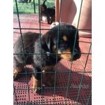 Cuccioli di Rottweiler - Foto n. 3