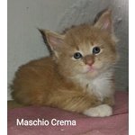 Gattini Maine coon Maschi Bellissimi Pedigree - Foto n. 5