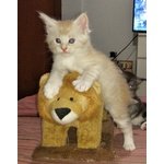 Gattini Maine coon Maschi Bellissimi Pedigree - Foto n. 7