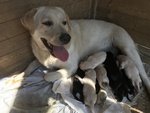 Cuccioli Labrador Retriever