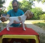 Pointer Cucciolo 60 Giorni