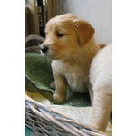 Cuccioli di Golden Retriever - Foto n. 7