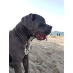 Cuccioli di cane Corso Grigio Piombo con Pedigree