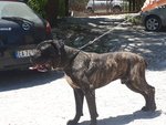Cuccioli di cane Corso Grigio Piombo con Pedigree - Foto n. 4