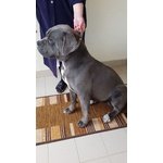 Cuccioli di cane Corso Grigio Piombo con Pedigree - Foto n. 5