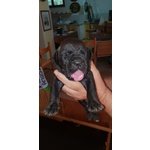 Cuccioli di cane Corso Grigio Piombo con Pedigree - Foto n. 7