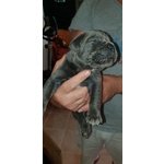 Cuccioli di cane Corso Grigio Piombo con Pedigree - Foto n. 9