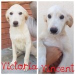 Victoria e Vincent Cuccioli Incrocio Labrador