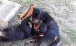 Cuccioli di Rottweiler - Foto n. 2