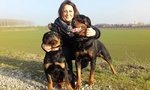 Cuccioli di Rottweiler