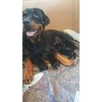 Cuccioli di Rottweiler - Foto n. 3