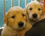 Cuccioli di Golden Retriever