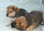 Birba e Pluto Cuccioli di 50 Giorni, Taglia Media Contenuta, nati per caso in Canile, Cercano Casa - Foto n. 4