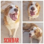 Schedar Cagnolino Solare