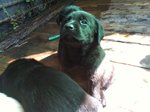 Cuccioli Labrador - Foto n. 2
