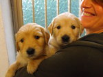 Cuccioli di Golden Retriever - Foto n. 8