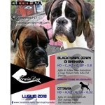 Boxer Cuccioli con Pedigree