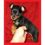 Pinscher mini toy, Italiani da 20€ al Mese