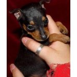 Pinscher mini toy, Italiani da 20€ al Mese - Foto n. 2