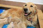 Cuccioli di Golden Retriever - Foto n. 9