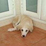 Lilly, Cucciola 3 Mesi, Abbandonata in Spiaggia, i suoi Pianti Hanno Attirato L’attenzione del suo A - Foto n. 3