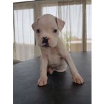 Bellissima Cucciola di Boxer Bianca alta Genealogia