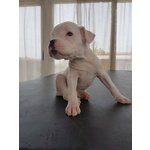 Bellissima Cucciola di Boxer Bianca alta Genealogia - Foto n. 2