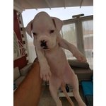 Bellissima Cucciola di Boxer Bianca alta Genealogia - Foto n. 3