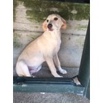 Jonny, Incrcocio Labrador di 6 Mesi, un Lungo Viaggio Verso la Speranza, Cerca Casa - Foto n. 1