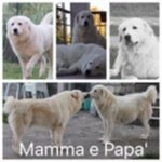 Cuccioli di Pastore Maremmano con Pedigree Enci - Foto n. 2
