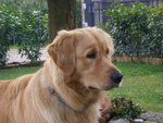 Cuccioli di Golden Retriever - Foto n. 10