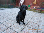Cane Labrador nero di 3 Anni