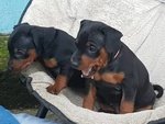 Pinscher Nano - Foto n. 7