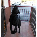 Cane Labrador nero di 3 Anni - Foto n. 2