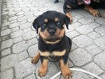 Cucciole di Rottweiler - Foto n. 2