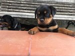 Cucciole di Rottweiler - Foto n. 3