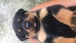 Cucciole di Rottweiler - Foto n. 7