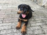 Cucciole di Rottweiler - Foto n. 8