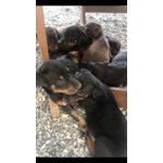 Cuccioli Dobermann - Foto n. 2