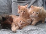 Meravigliosi Gattini Persiani con Pedigree Anf - Foto n. 1