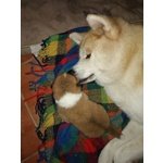 Cuccioli di Akita Inu - Foto n. 6