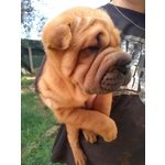 Ultime 3 cucciole di Sharpei