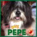 Adottate Pepe - Foto n. 1