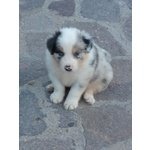 Cuccioli Border Collie blu Merle Rossi Rarità