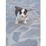 Cuccioli Border Collie blu Merle Rossi Rarità - Foto n. 2