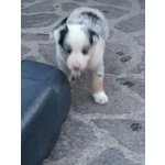 Cuccioli Border Collie blu Merle Rossi Rarità - Foto n. 3