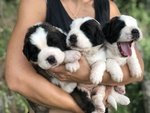 Cuccioli di san Bernardo