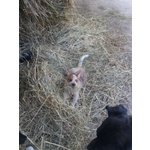 Cuccioli Cattle Dog - Foto n. 2