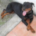 Mia e tito una Rottweiler e un Pitbull Fuori dal Comune - Foto n. 1